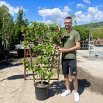 Hortenzia metlinatá (Hydrangea paniculata) ´VANILLE FRAISE®´ - výška 150x80 cm, kont. C25L - STENA